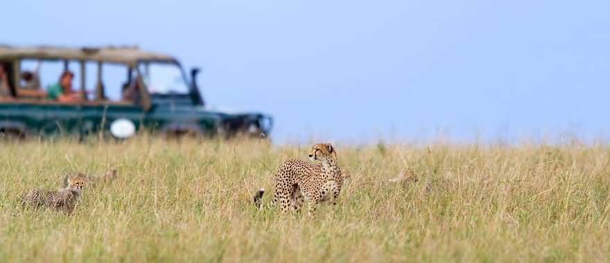 Safari in Masai Mara, Kenya