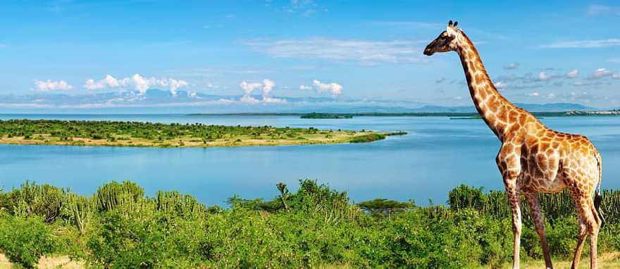 Giraffe by the Nile river in Uganda