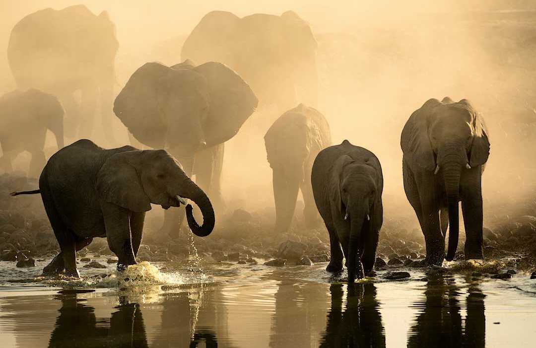 Herd of elephants in Botswana. Herd of elephants in Botswana.