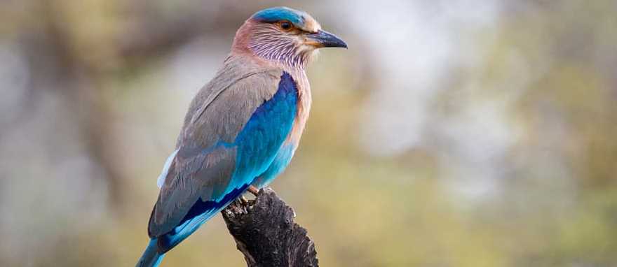 Brightly colored Indian roller bird Brightly colored Indian roller bird