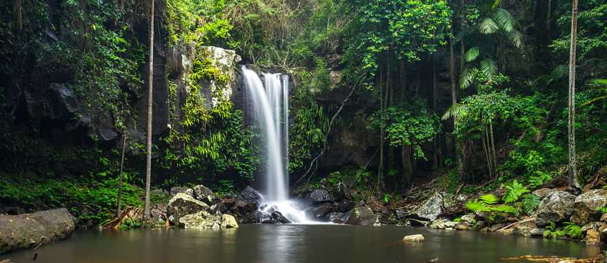 Curtis Falls, a waterfall in Tamborine National Park on Mount Tamborine in the Gold Coast, Australia