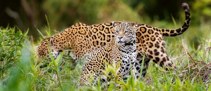 Jaguars in the Pantanal, Brazil Jaguar in natural habitat of the Pantanal, Brazil