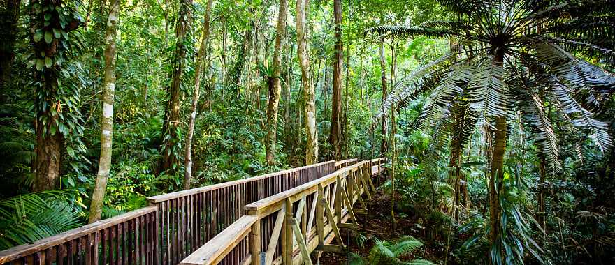 Daintree Rainforest in Australia