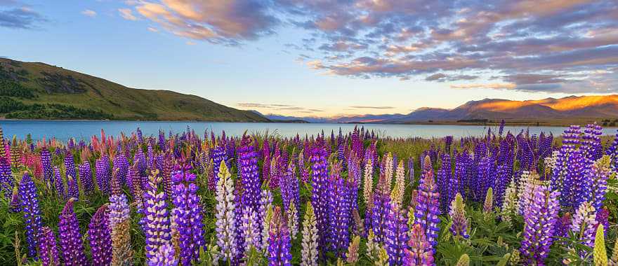 Blooming lupines at Lake Tekapo in New Zealand