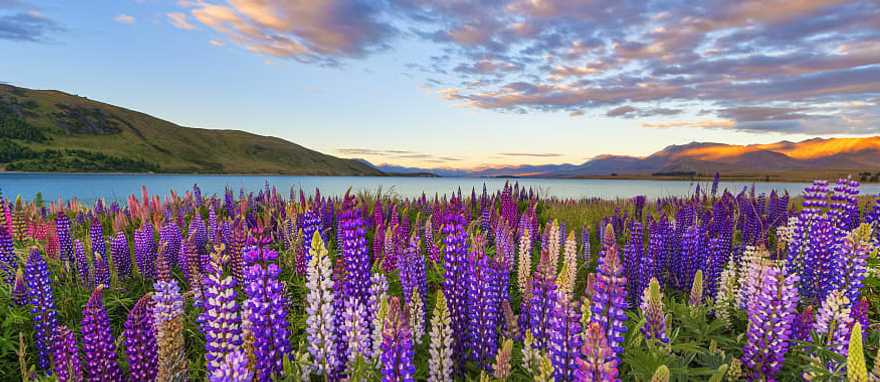 Blooming lupines at Lake Tekapo in New Zealand