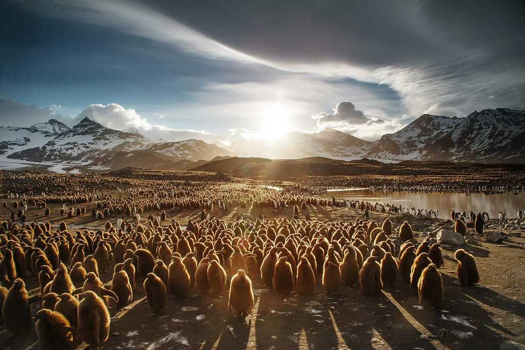 Juvenile king penguins in the Georgia Islands