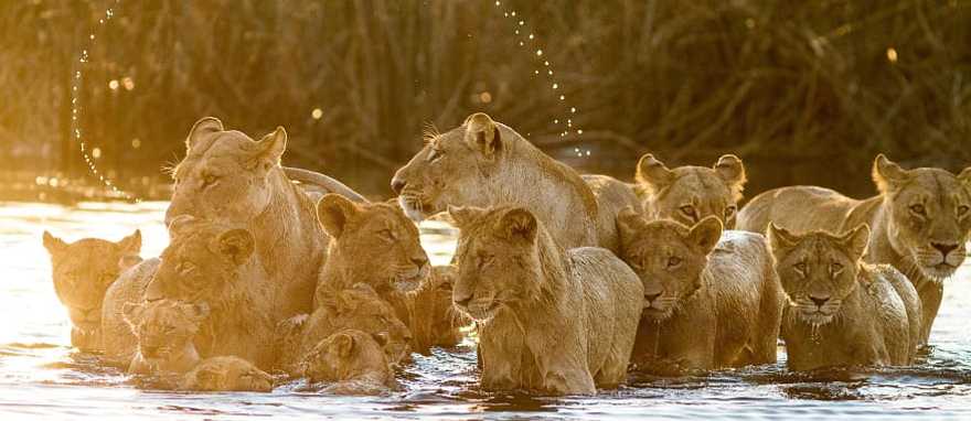 Pride of lions in Selinda Reserve, Botswana Pride of lions in Selinda Reserve, Botswana