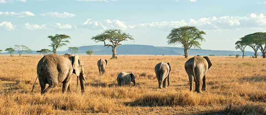 Herd of elephants on the plains, Tanzania Herd of elephants on the plains, Tanzania