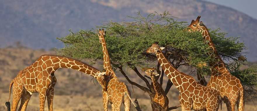 Giraffes in Kenya
