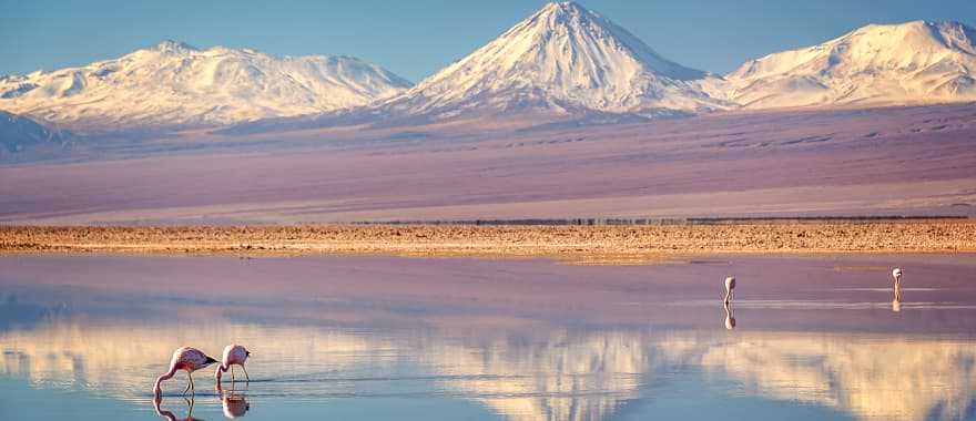 Pink flamingos in Chaxa Lagoon, Atacama, Chile