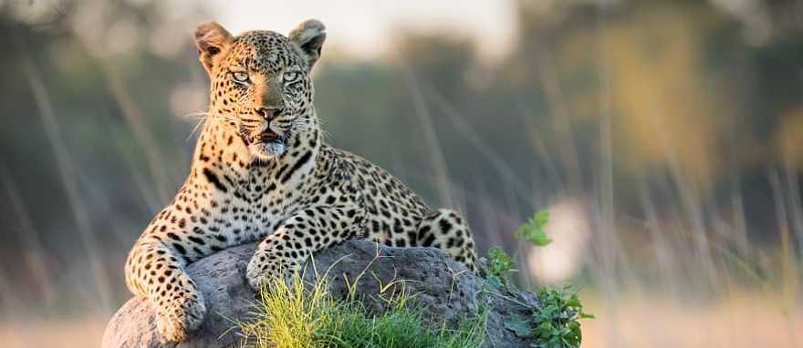 Leopard reclining on top of termite mound in the Okavango Delta, Botswana