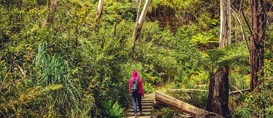 The Blue Mountains are full of shrubs and incredible wildlife, Australia