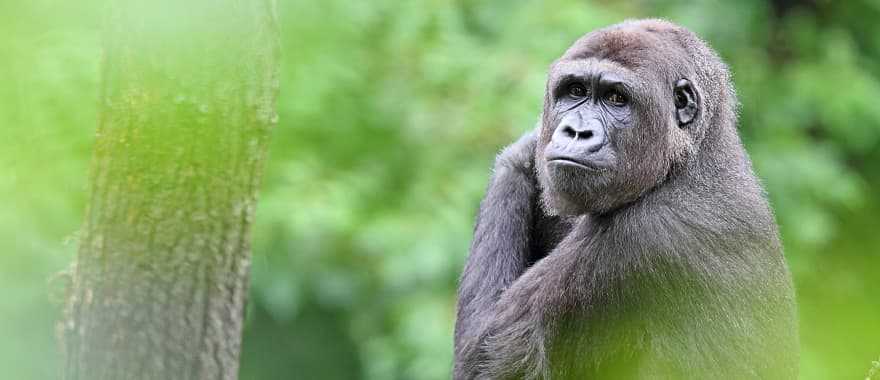 Mountain gorilla at the Volcanoes National Park in Rwanda