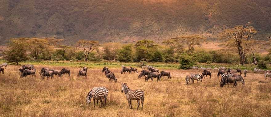 Zebras and wildebeests grazing in Ngorongoro Conservation Area Zebras and wildebeests grazing in Ngorongoro Conservation Area