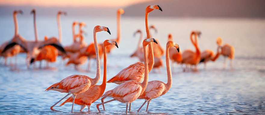 Family of flamingos in Lake Nakuru, Kenya Family of flamingos in Lake Nakuru, Kenya