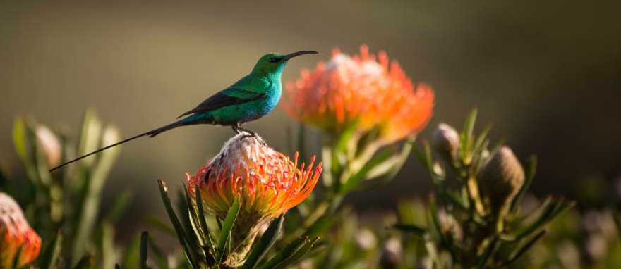 Sugarbird hummingbird sitting on the endemic fynbos pincushion protea flower in Cape Town, South Africa Sugarbird hummingbird sitting on the endemic fynbos pincushion protea flower in Cape Town, South Africa