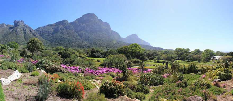 Kirstenbosch Botanic Garden, Cape Town, South Africa. Kirstenbosch Botanic Garden, Cape Town, South Africa.