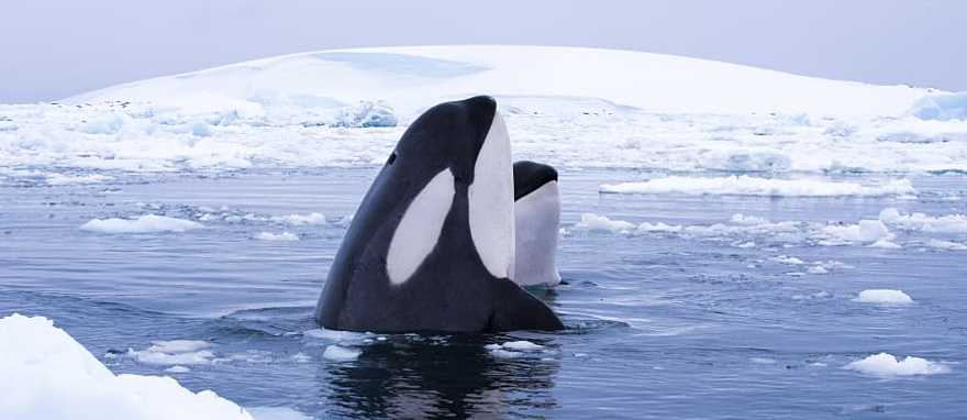 Orcas in Antarctica Two orca whales in Antarctica