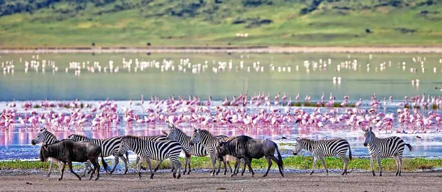 Kenya & Tanzania Safari: Wildebeest Migration Plus Zanzibar