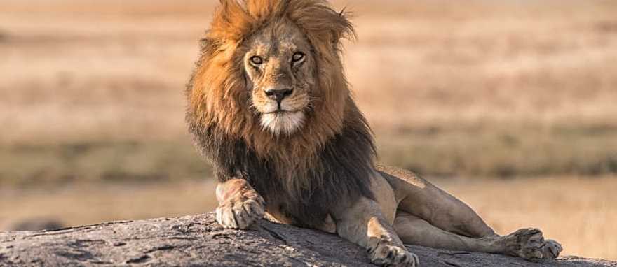 Serengeti National Park, Tanzania A male lion is sitting on the top of the rock in Serengeti National Park, Tanzania