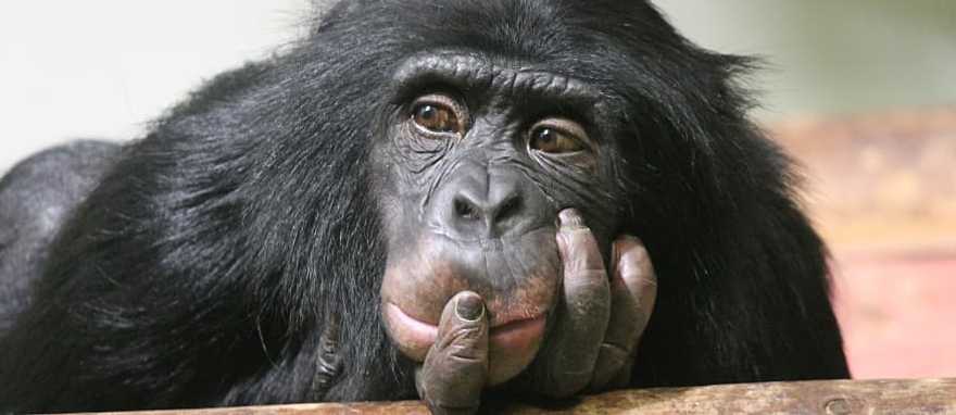 Ultimate Three-Week African Explorer: Primates, Big-Game Safari & Natural Wonders Ultimate Three-Week African Explorer: Primates, Big-Game Safari & Natural Wonders