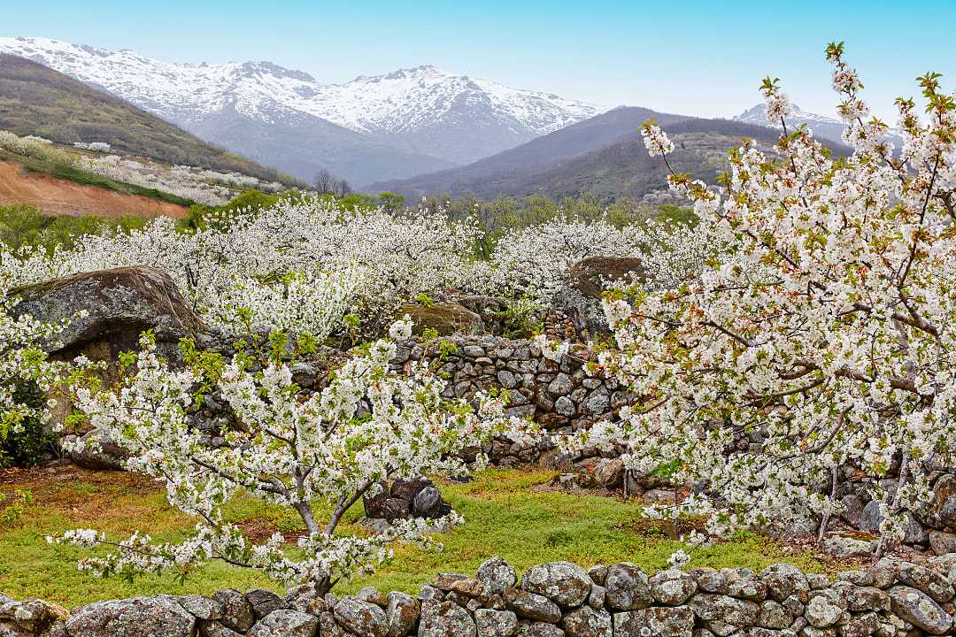 Cherry Blossoms in Jerte Valley, Spain