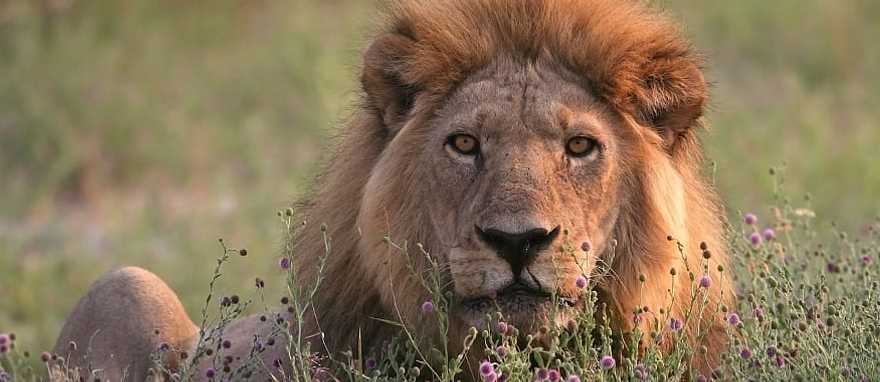 Male lion resting in the rays of the setting sun, Moremi Game Reserve, Botswana