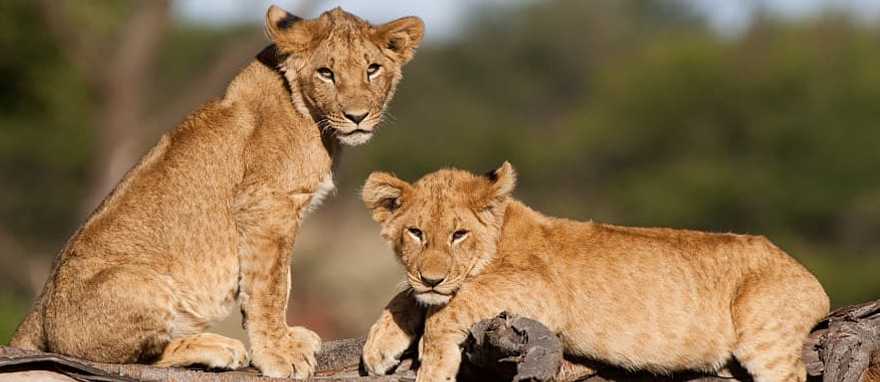 Lions cubs in the savanna in Kenya