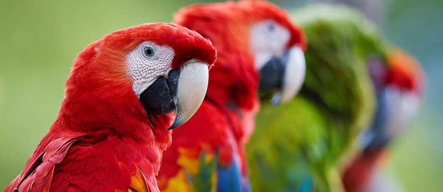 Costa Rican life is vibrant, wild and blissfully colorful, like the feathers of this Scarlet macaw