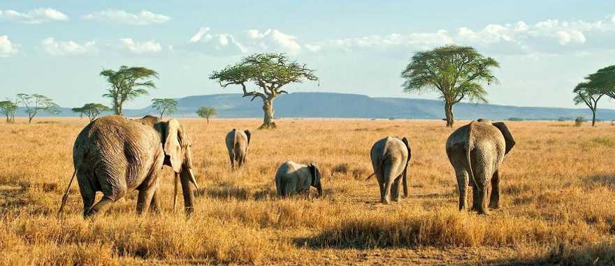 Elephants on the plains of Serengeti in Tanzania Elephants on the plains of Serengeti in Tanzania